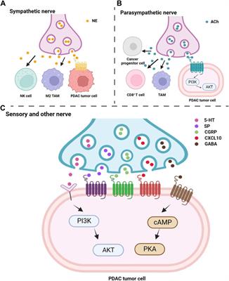 Crosstalk of nervous and immune systems in pancreatic cancer